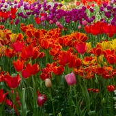 Ross (1) Img #4  Spring Beauty