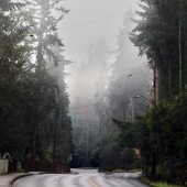 Schnepf (1) Img #1 A Seattke Winter Mist