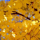 Trevino (1) Img #1  November 6th