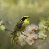 3rd Place - Photo - Powell (1) Img #1  Helmeted Honeyeater - Spring