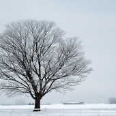 HM - Photo - Case-R (1) Img #5  The Quiet of Winter