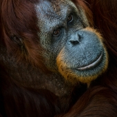 Shawna Hinkel – “Feeling Blue” - www.wanderlustfineartistry.com