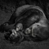 Shawna Hinkel – “Mini Me” - www.wanderlustfineartistry.com