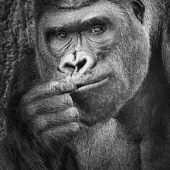 Shawna Hinkel – “Plotting My Next Move” - www.wanderlustfineartistry.com