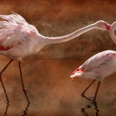 Sheri Emerson - "Flamingo Fight Club" - www.sheriemerson.com