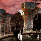 Sheri Emerson - "Urban Safari" - www.sheriemerson.com