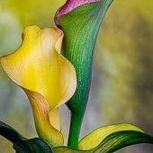 Silvia Marcoschamer – “A Couple of Calas” - www.silviamarphotography.com