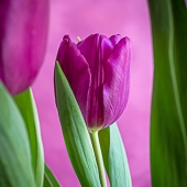 Silvia Marcoschamer – “Purple Tulip” - www.silviamarphotography.com