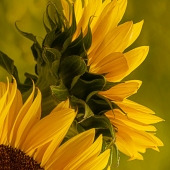 Silvia Marcoschamer – “Sunflowers” - www.silviamarphotography.com