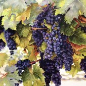 234-pom.-Lizabeth-Castellano-King-–-“Renzulli-Grapes”