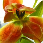 44-pd.-Marcia-Berg-Haskell-–-“Opening”