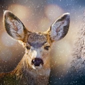 6-pd.-Maureen-Ravnik-“Cloaked-in-Winter”