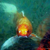 60-pd.-Kimmary-I.-MacLean-–-“Water-View”