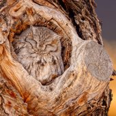 7-pd.-Maureen-Ravnik-“Sweet-Dreams”