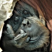 75-pd.-Diane-Sanderson-–-“Orangutan”