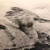 77-pom.-Kaetlyn-Grogan-–-“Merganser”