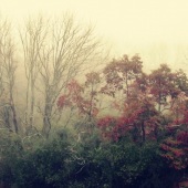 22-pd.-Therese-Halscheid-–-“Meadow-in-the-Morning”