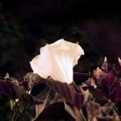 40-pd.-Kathleen-E.-Johnson-–-“Datura”
