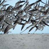 87-pd.-Carmen-Traub-–-“Black-Skimmers-about-to-Land”