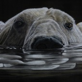 3rd-Place-297-pom.-Lisa-Ann-Watkins-–-“Polar-Reflection”